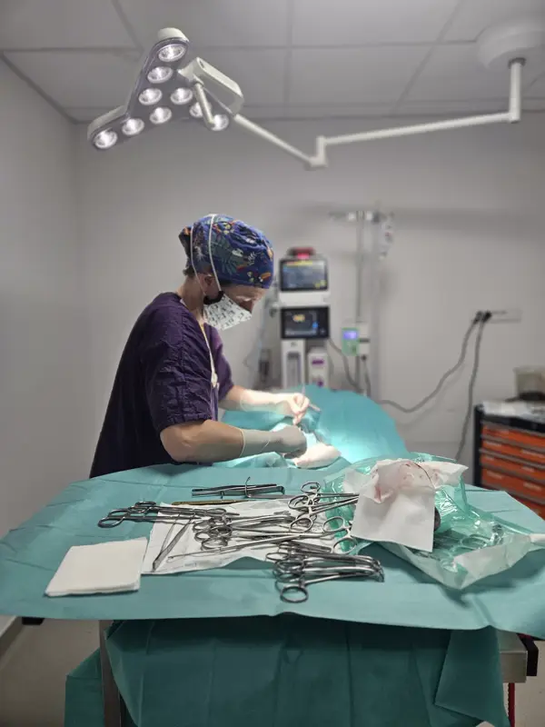 Une vétérinaire en tenue chirurgicale opère au bloc, sous le scialytique.