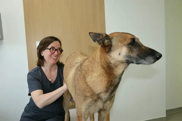 Une vétérinaire souriante examine un berger malinois attentif.
