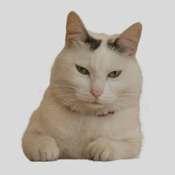Tom Tom, chat blanc et gris de la clinique, allongé, l’air placide.